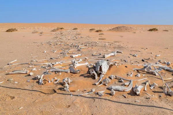 Can These Bones Live?