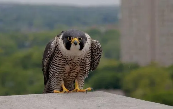 Chick Banding Marks Latest Chapter In Peregrine Falcon Restoration