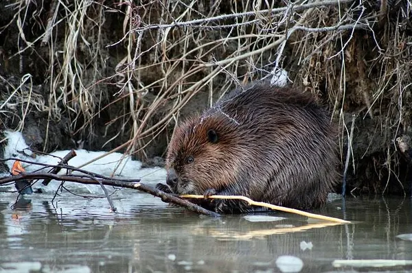 Nibi The Beaver Will Remain At Newhouse Wildlife Rescue As An Educational Animal