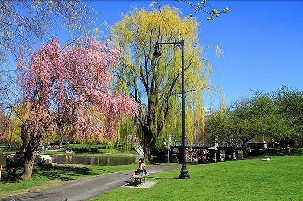 Boston Public Garden:                                      green en vogue