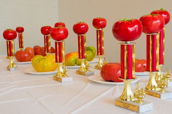 31st Annual Massachusetts Tomato Contest