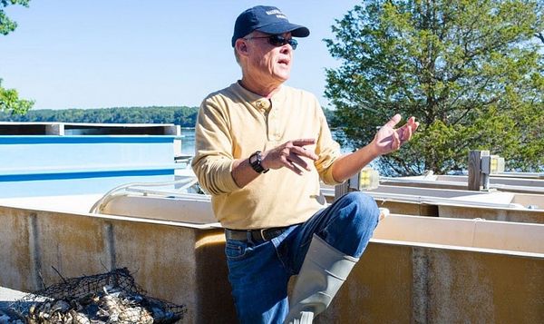 Great Bay oyster reef reboot aided by local restaurants