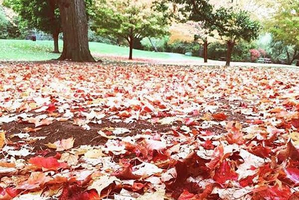 NewBostonPost Fall Photo Contest submissions