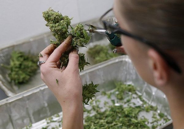 State’s fifth medical marijuana dispensary opening in Lowell