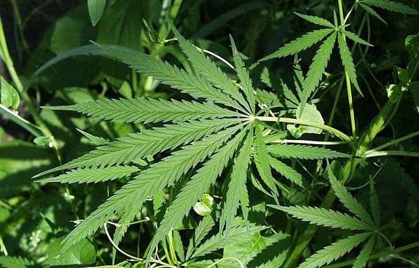 Vermont Legalizes Recreational Marijuana — Governor Says It’s About Racial Justice