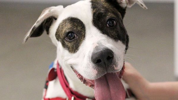 Animal Rescue Leagues are teeming with love and humanity