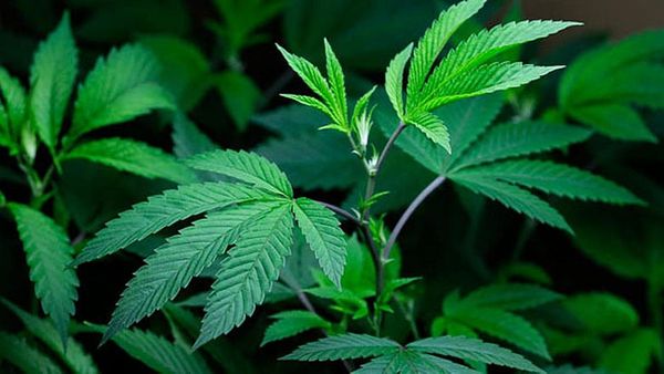What counts as ‘medical marijuana’ varies from state to state – and that’s a problem