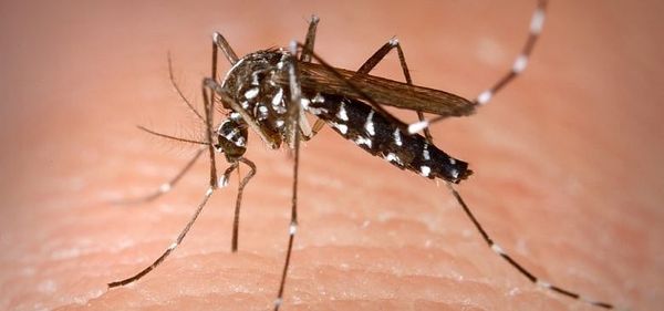 Massachusetts Department of Public Health:  Use Bug Spray To Guard Against West Nile, Eastern Equine Encephalitis