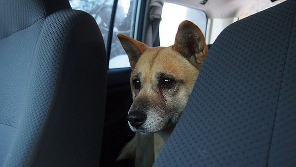 Baker signs pet protection law