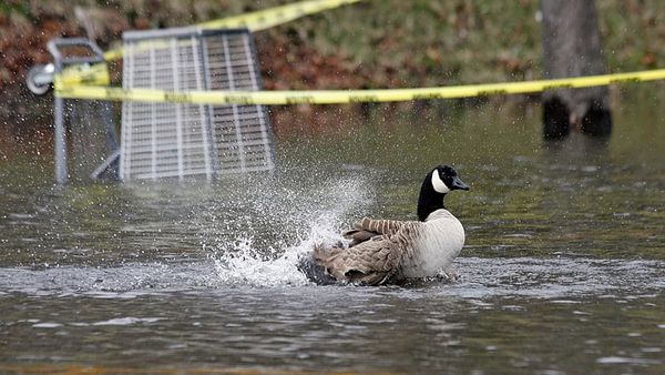 Boston looks to fix goose poop problem in parks, playgrounds