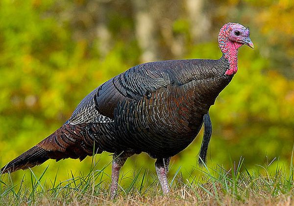 Turkey Hunting Season Begins in Massachusetts