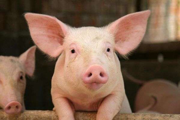 New Massachusetts Pork Animal Welfare Regulations Take Effect This Month