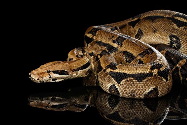 ‘Very Docile’ Boa Constrictor Loose In Lexington