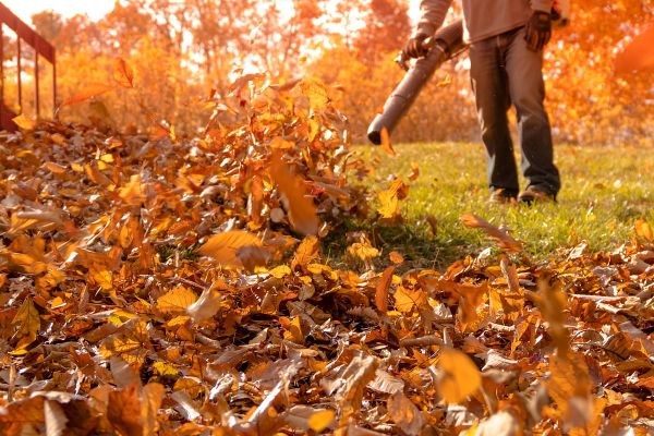 Cambridge Real Serious About Enforcing Leaf Blower Restrictions