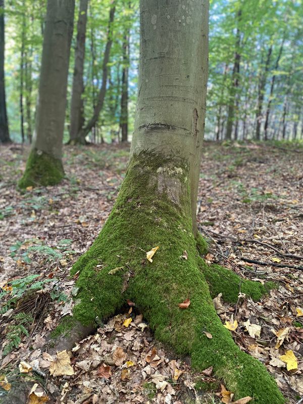 Into the Woods