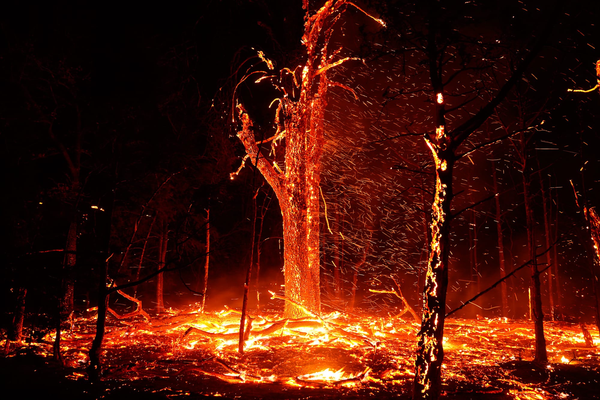 A burning tree with thousands of orange embers streaming through the air, blown by high winds. The ground is covered in flames and burning debris.