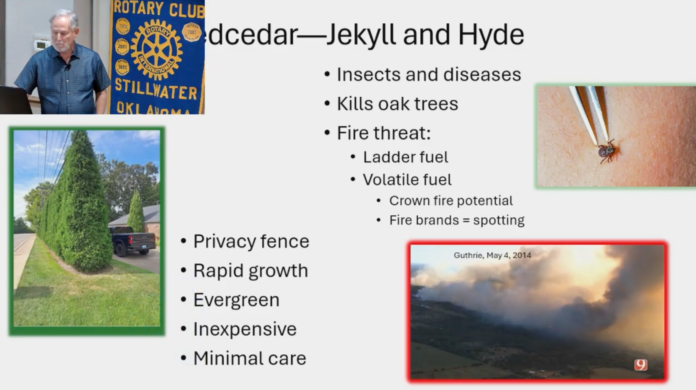 Presentation slide showing eastern red cedar's uses as a privacy screen alongside its fire hazards, including ladder fuel, crown fire potential, and long-range firebrand spotting.