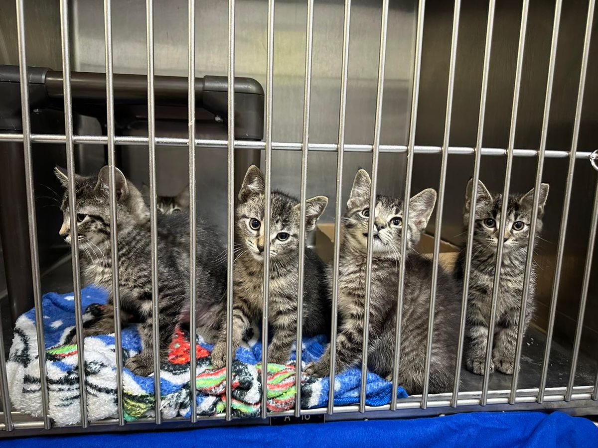 Council to consider April 1 bond election to fund new animal welfare shelter