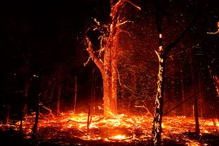 Burning tree with thousands of orange embers streaming through the air, blown by high winds during the March 14, 2025 Payne County wildfires. Ground covered in flames and burning debris.