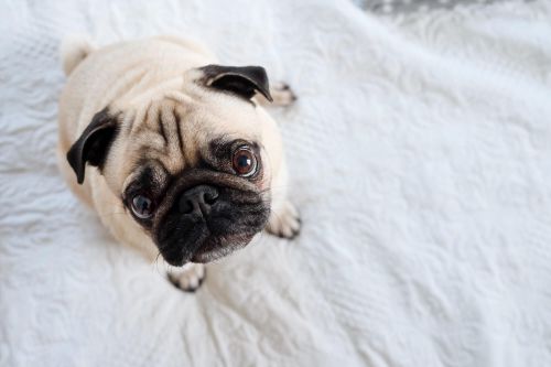 Pug puppy on a white blanket staring up at the camera overhead.