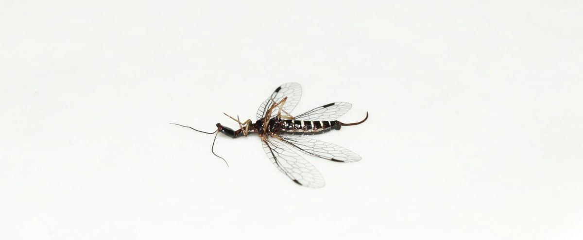 The mosquito has met its enemy: nerds with lasers