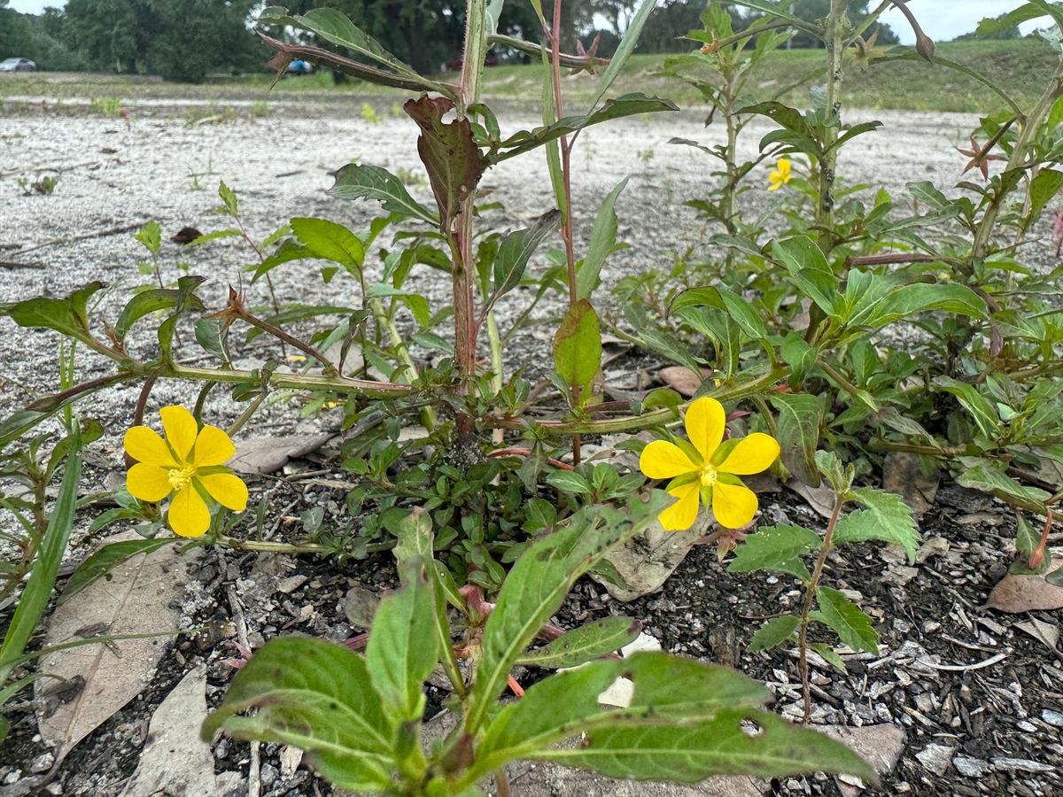 New plants at lake have a purpose