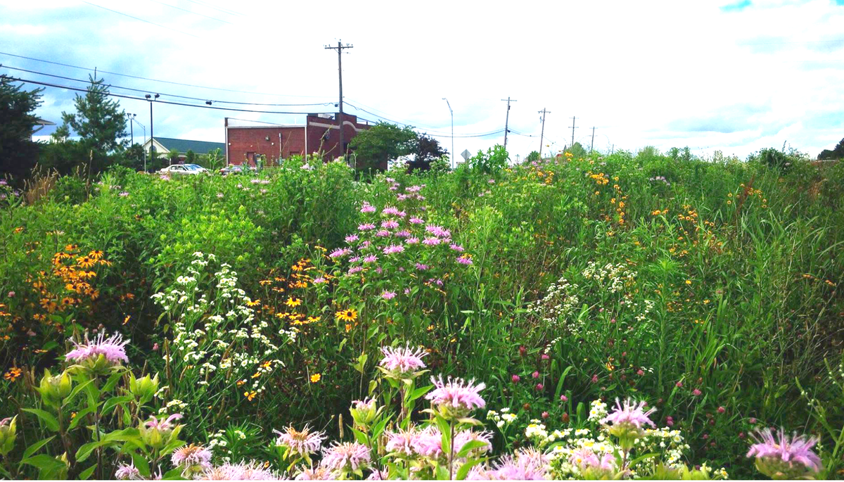 Wildflowers in the median
