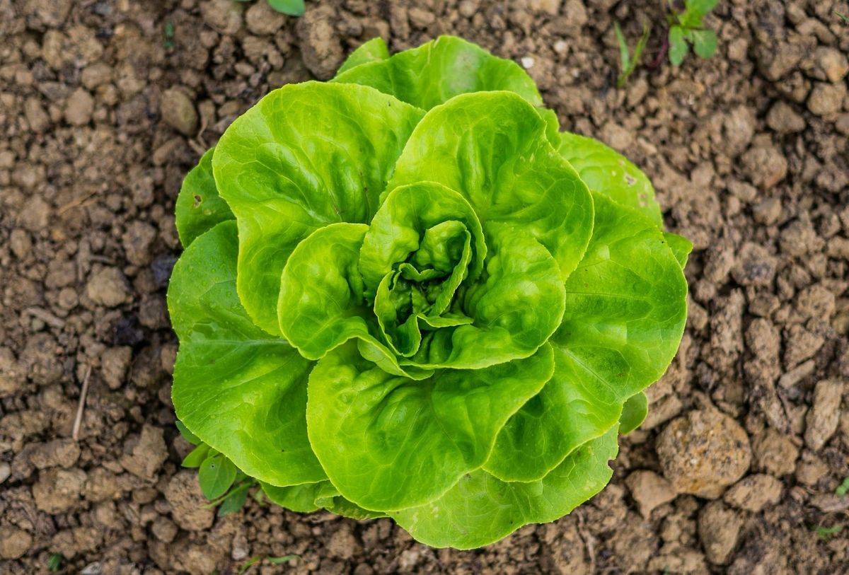 When can we stop talking about Cyclospora?