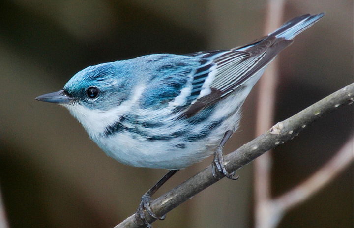 The backyard bird social club