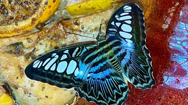 Wings and things