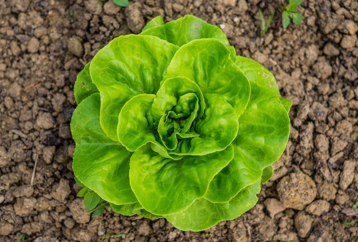 When can we stop talking about Cyclospora?