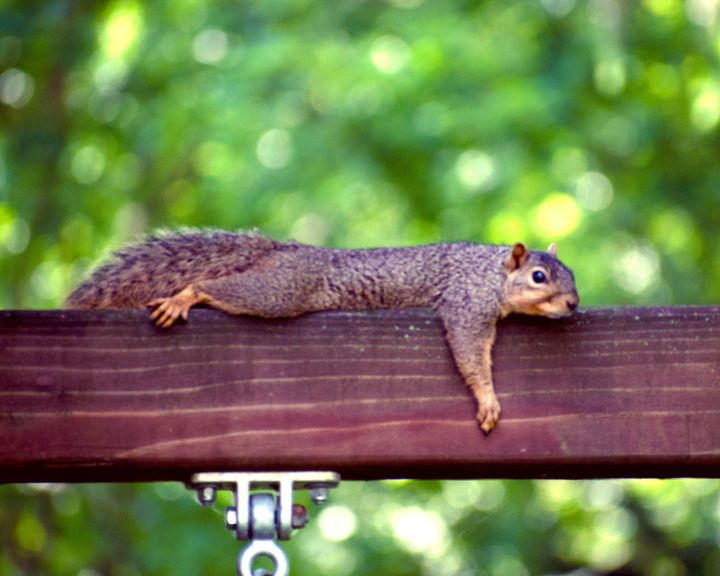 The weight of summer hibernation