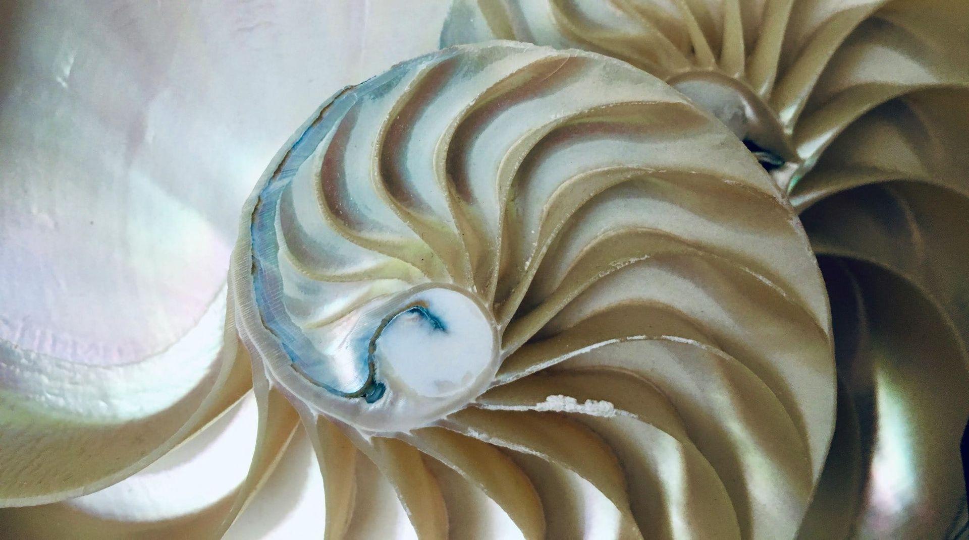 #7 Utopia of play: the gift