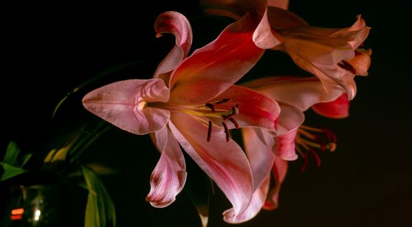 My father died and no one sent me flowers
