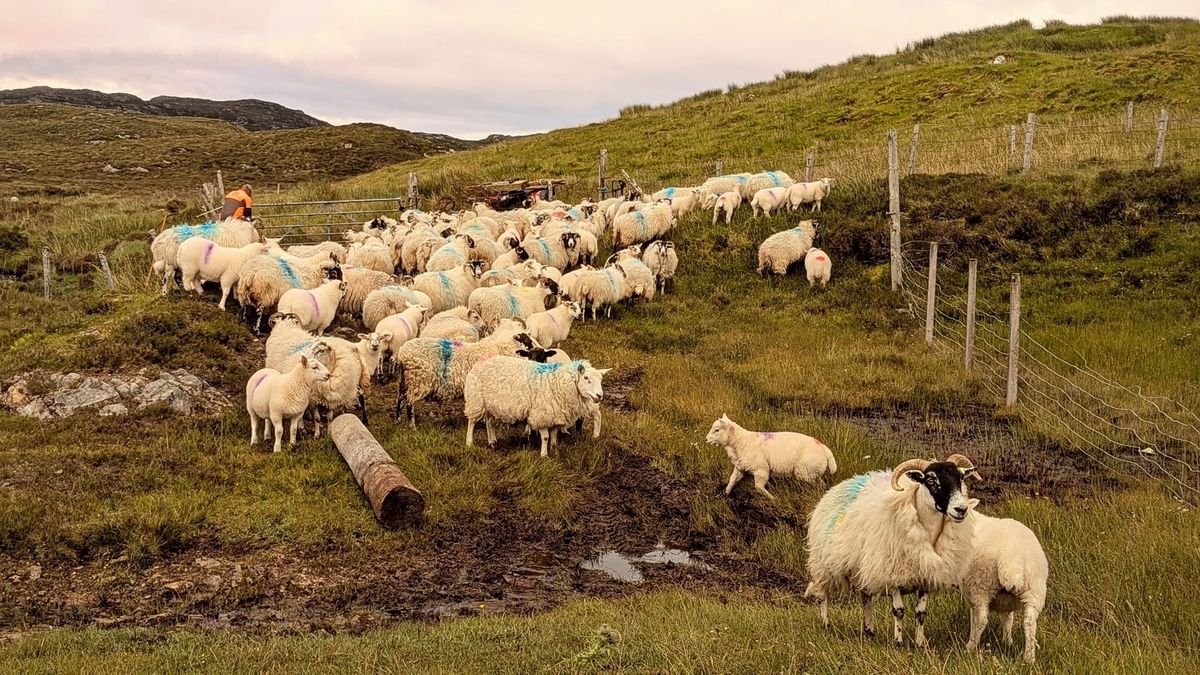 For the love of lambing