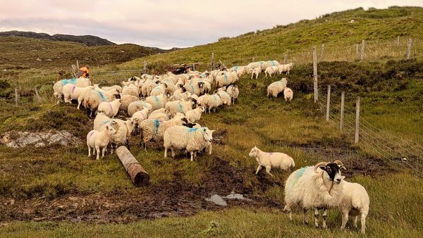 For the love of lambing