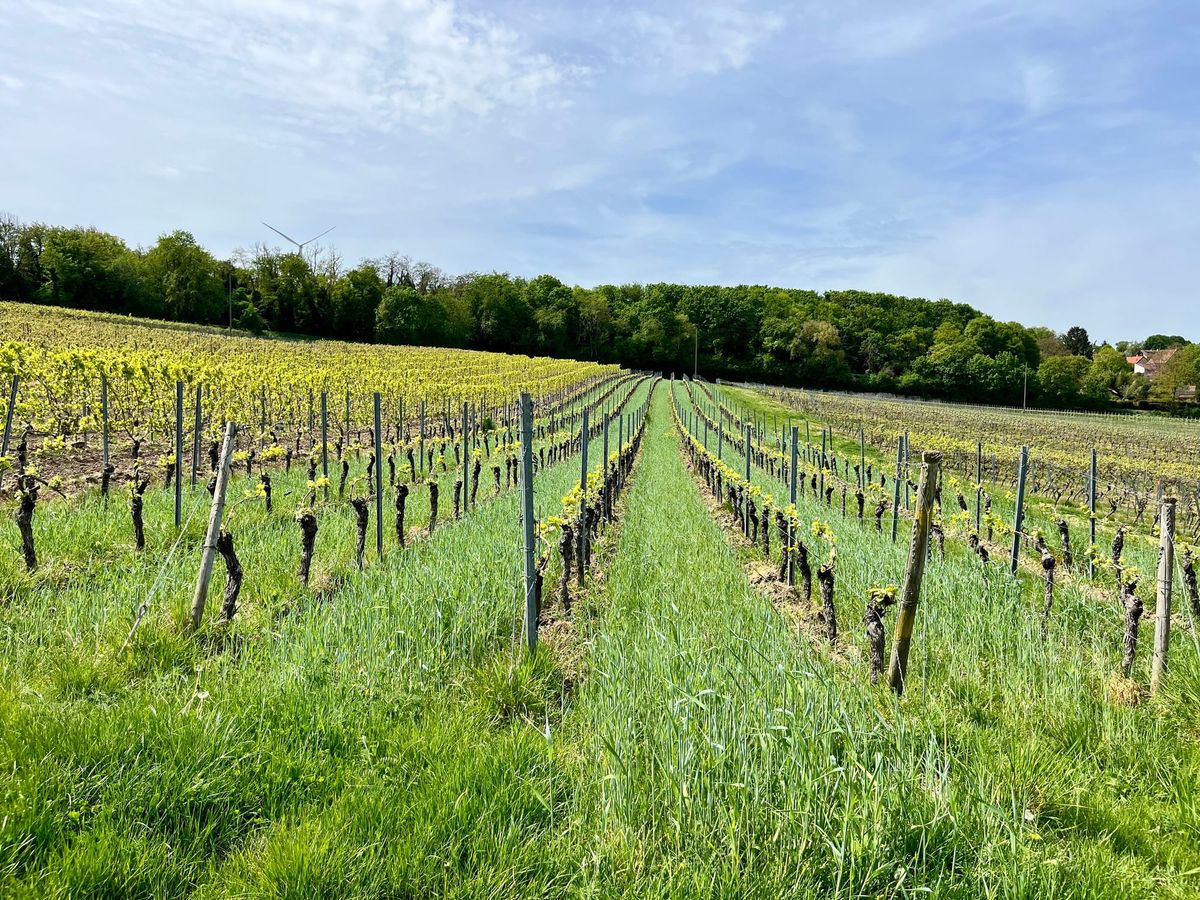 The Schnürr vineyard