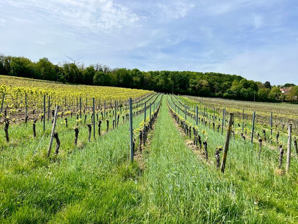 The Schnürr vineyard