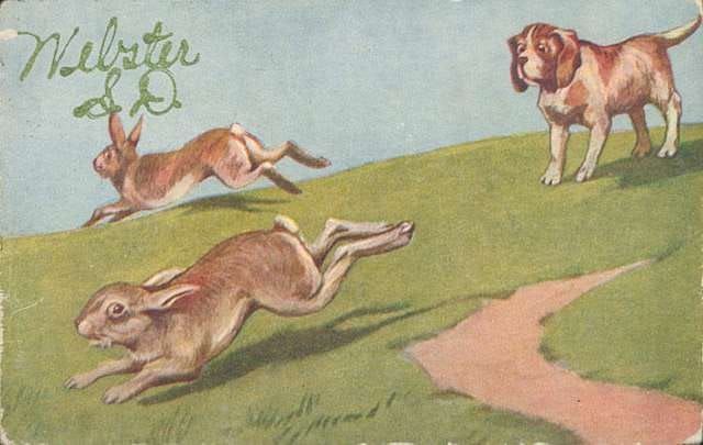 Introducing the Pace Bunny