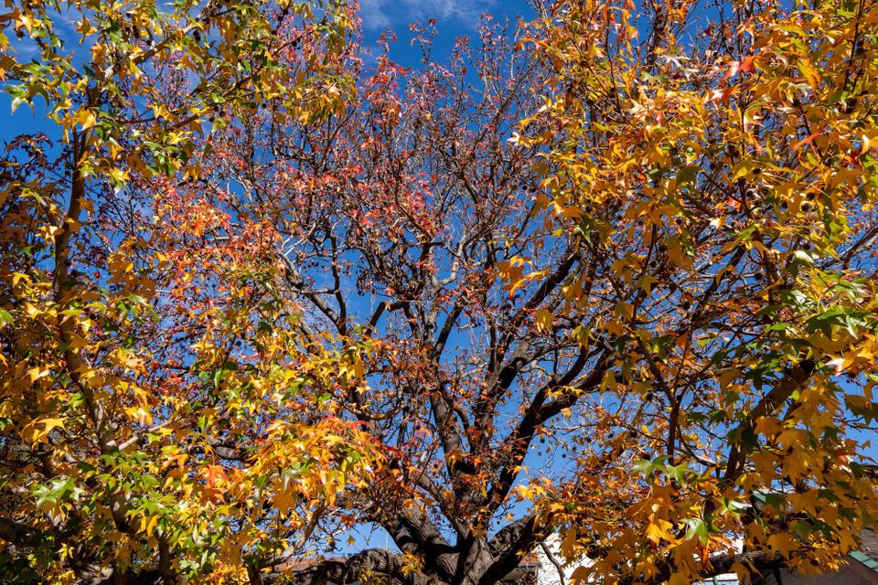 Glorious Parramatta Autumn, 2024