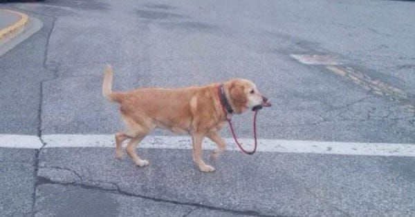 A dog in a crosswalk holding his own leash.