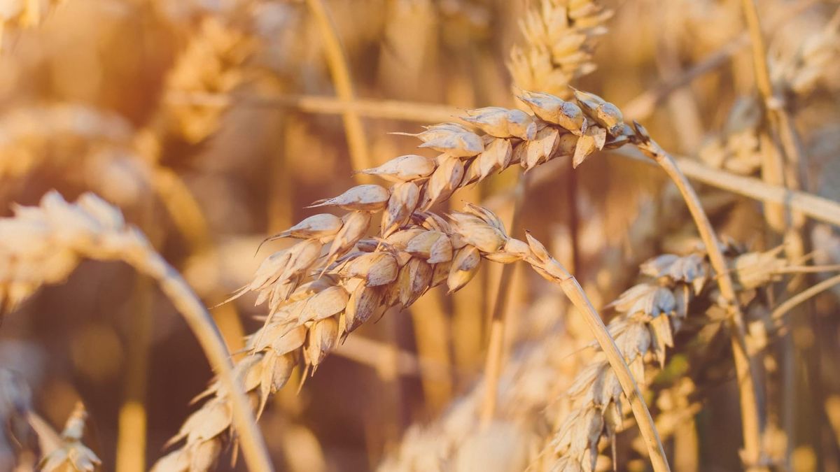 Wheat in the UK past and present