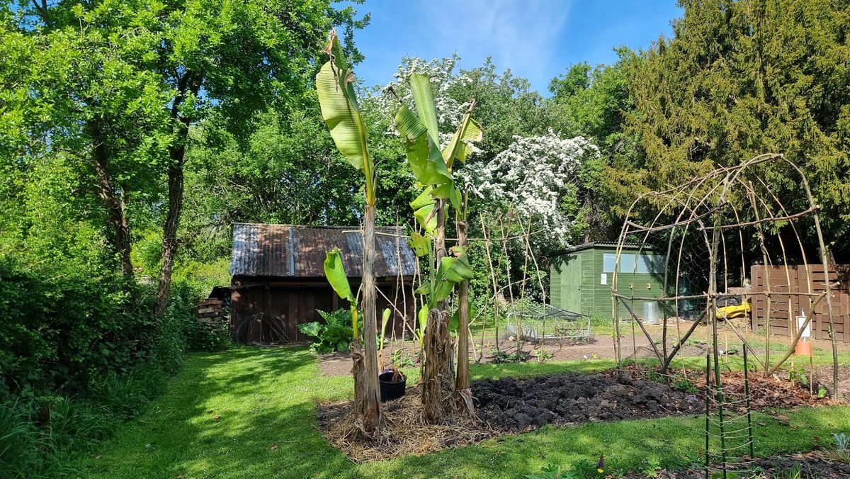 The banana plant