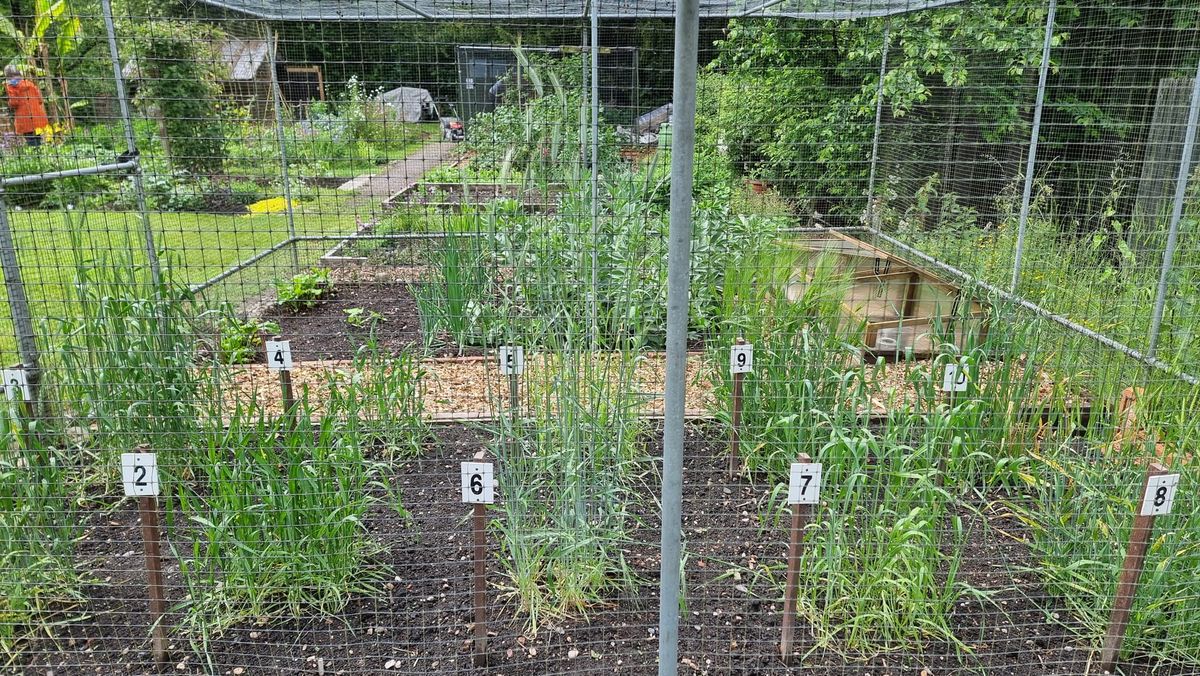 What's in the Wheat Cage at New Hall Mill 2025