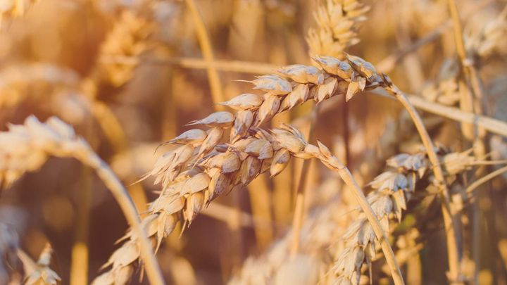 Wheat in the UK past and present