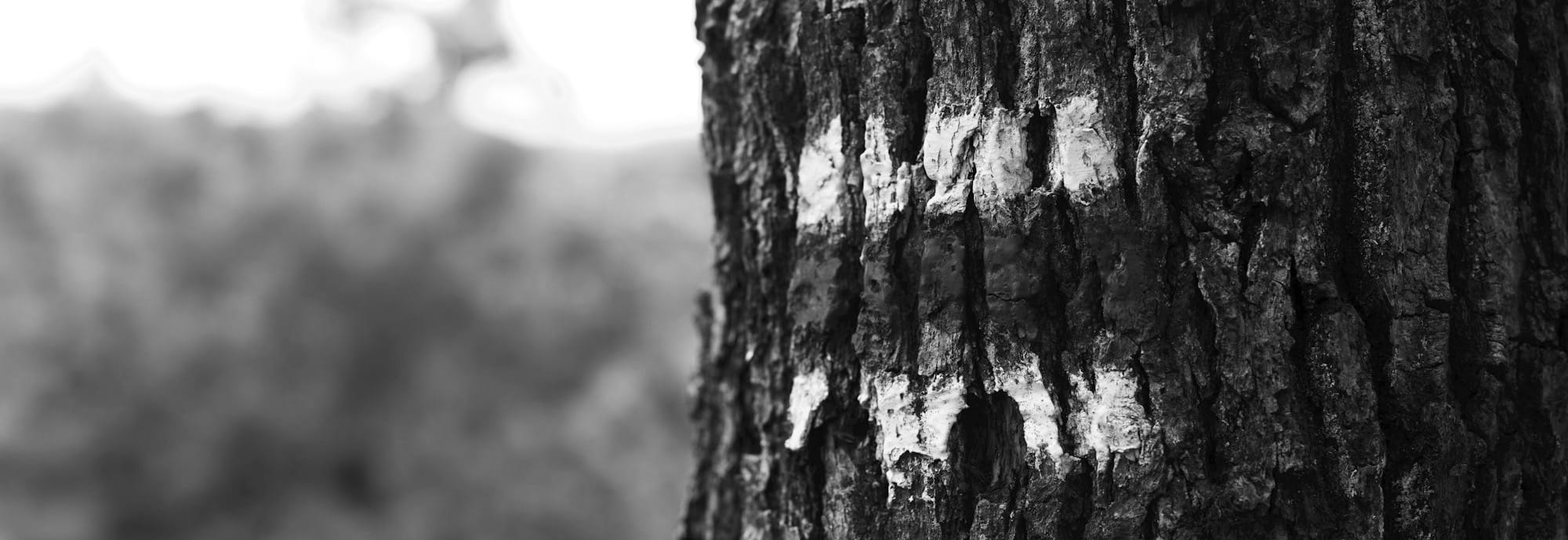 Trail marker painted on a tree trunk