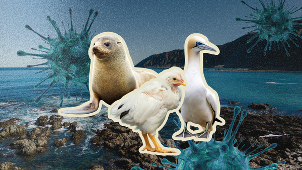 Bird flu has reached New Zealand. Is it a sign of things to come?