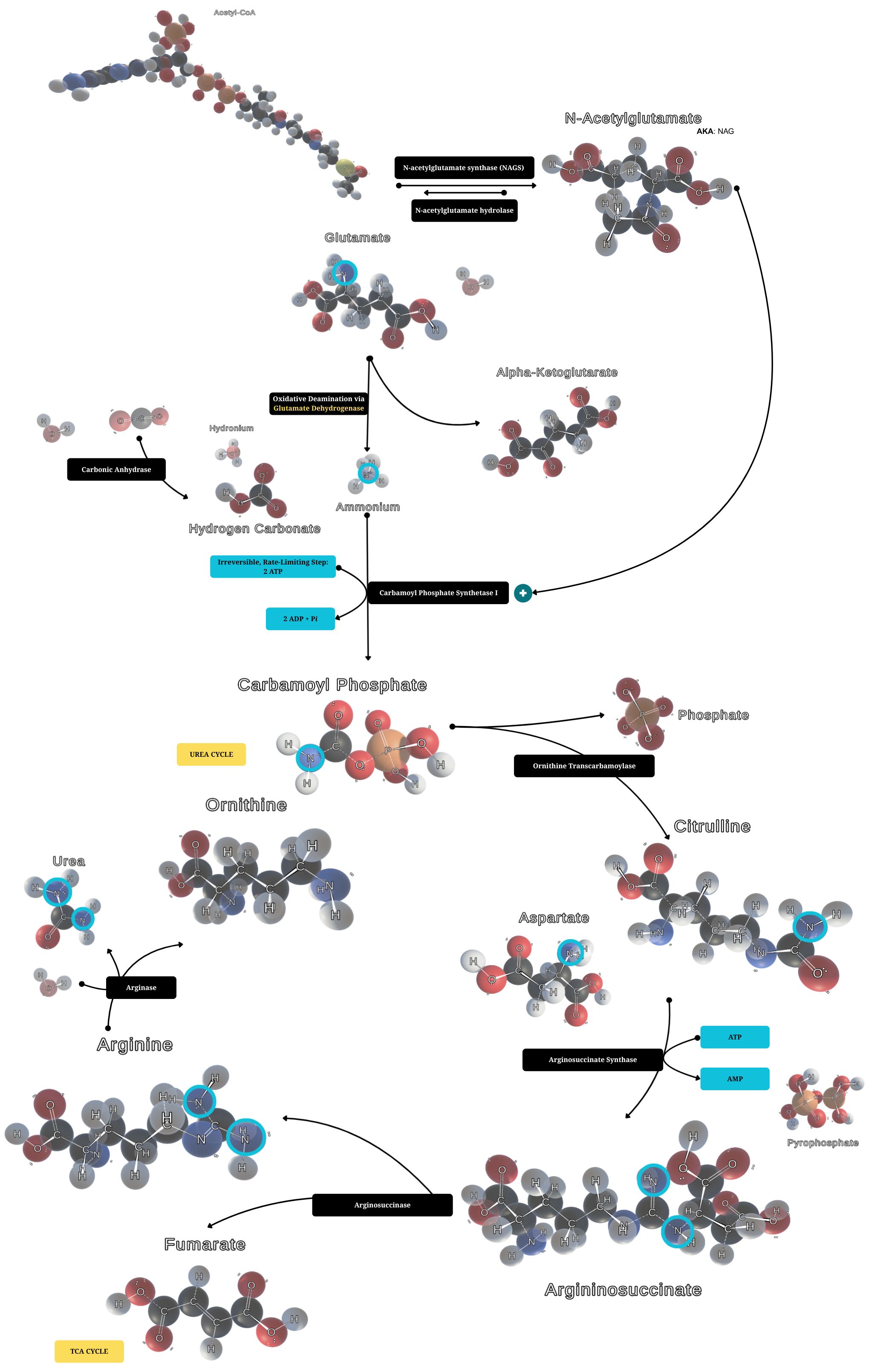Space-filling urea cycle on a black background. Soft spheres show carbon in gray, oxygen in red, nitrogen in blue, hydrogen in white, and phosphorus in orange. Bright cyan rings mark nitrogen atoms on ammonium, carbamoyl phosphate, ornithine, citrulline, aspartate, argininosuccinate, arginine, and urea. Enzyme names and ATP steps sit along the path. Precursors including glutamate, N-acetylglutamate, acetyl-CoA, and alpha-ketoglutarate appear above the cycle. Fumarate at the bottom links toward the TCA cycle.