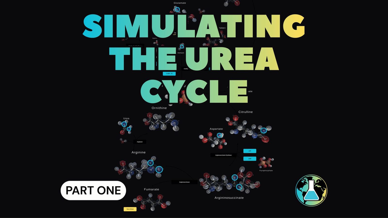 The Urea Cycle as a Case Study — Part 1: Structures First
