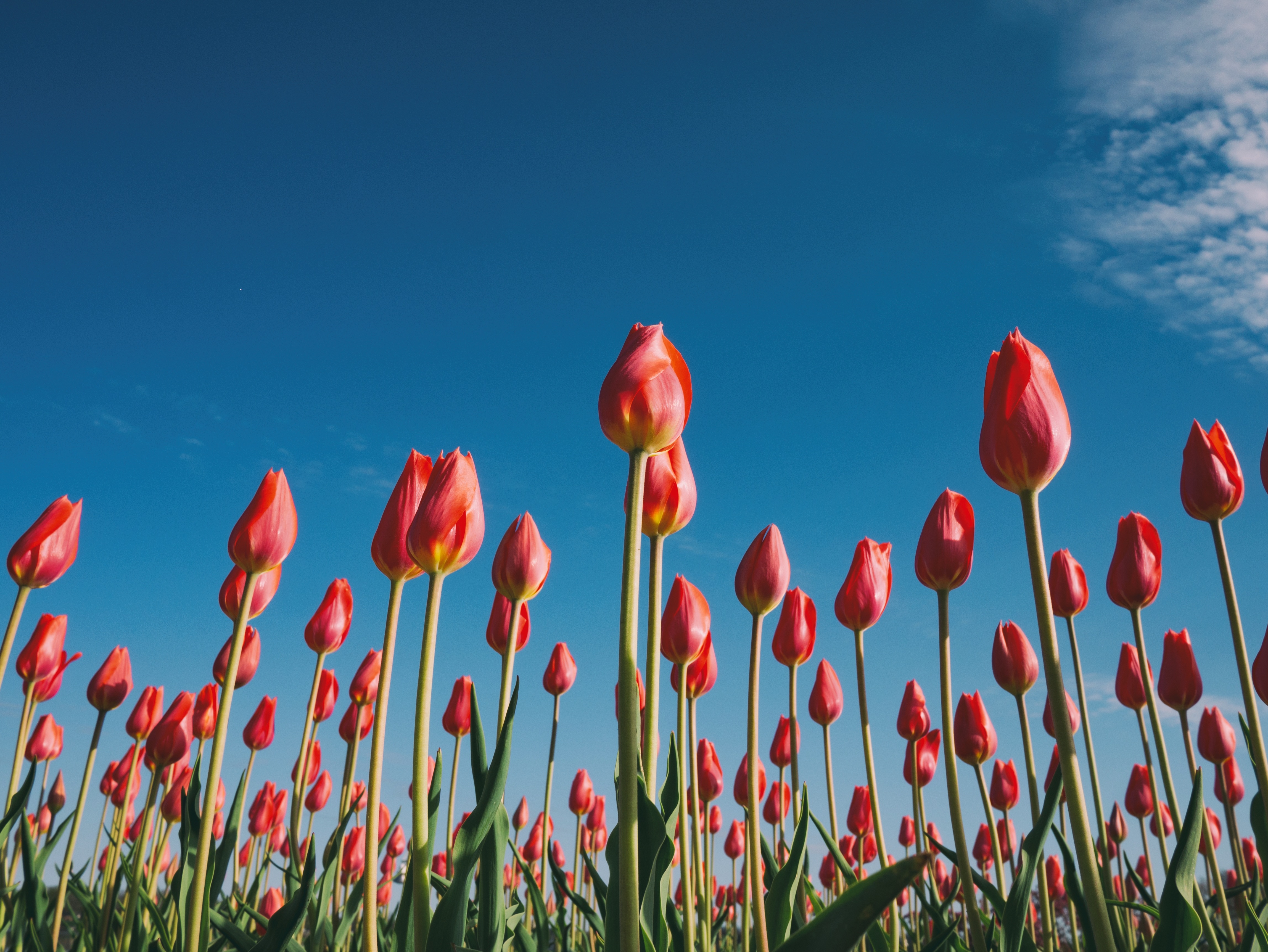 How the innaccurate accounting of the tulip market hysteria has become a stand-in for current cryptocurrency bubble concerns. When I first got into cryptocurrencies, I never imagined that it would lead to writing about flowers. But these days, when reading about crypto markets, you can’t get very far before stumbling over some reference to the tulipmania that gripped the Netherlands in the 1600s. For some reason, many finance pundits and commentators feel like the 17th century craze over tulips is a great way to explain cryptocurrency market dynamics. But, is tulipmania really a good warning flag for the riptides of the free market? Hed The flower bulb bubble Last week, I wrote a little bit about how cryptocurrency regulations in development may or may not change the landscape of what digital assets look like and how they are used. While doing some background reading for that piece, I kept coming across the reference to the tulip mania that happened in what is now known as the Netherlands during the 1600s and allegedly cratered the whole Dutch economy. So, following a mild curiosity, I thought I would look into it some more. Turns out, the whole thing is a little bit of fake news. Summarizing secondhand what comes from the book Tulipmania: Money, Honor, and Knowledge in the Dutch Golden Age, tulips are native to the mountain valleys where China and Tibet intersect with Afghanistan and Russia. The flowers, recognized for their beauty and delicate intricacies, were brought to Istanbul where they were cultivated for centuries, eventually becoming the favored garden fixture of the emperors of the Ottoman Empire. During the latter part of the 1500’s, during a decades-long war with Spain, the Dutch were experiencing a demographic and cultural shift. International commerce and trading were taking off at the time, creating a crust of wealthy merchants and traders living in Dutch cities. The profits from these new ventures funded new indulgences. At the time, social and cultural interests leaned toward nature and things that were exotic, which intersected perfectly around tulips. And not just any tulips, Dutch traders were particularly interested in broken tulip bulbs, which is a variety of flower that produces patterned or multicolored petals, which are actually the result of a virus. Merchants attracted investors, formed specialized companies, and started pumping broken tulip bulbs. All of which fits neatly into a crypto analogy. Prices for tulip bulbs rose to astronomical heights, but eventually the whole thing folded when the new bulb companies began defaulting on their payments to traders. The fallout from the collapsed tulip trade had larger financial ripples and eventually led to a stagnate economy. That’s the way the story has gone up until this point. But, in an interview in Smithsonian magazine, Anne Goldgar, the professor of early modern history at King’s College in London, who wrote the book Tulipmania, the bursting of the great tulip didn’t have the dire economic consequences that were originally reported. “There weren’t that many people involved and the economic repercussions were pretty minor,” Goldgar told Smithsonian. “I couldn’t find anybody that went bankrupt. If there had been really a wholesale destruction of the economy as the myth suggests, that would’ve been a much harder thing to face.” Hed Tulipmania: Tale of crypto warning, or fantastical flower story? While the exact details of the Dutch tulipmania might not be totally accurate, the value of the parable still holds up: People went a little crazy and lost some money. And we don’t need to look 400 years in the past to search for examples of what happens when economic bubbles burst. After all, we have seen bubble before — most recently, the housing bubble in the 2000s and dot-com bubble of the 1990s. The point, is that economics and markets do not always behave rationally and that participating and investing in the emerging cryptoeconomy should be done carefully. And, we should always check facts and do our own due diligence, even if the facts lead us down rabbit holes about flower trading from centuries ago.